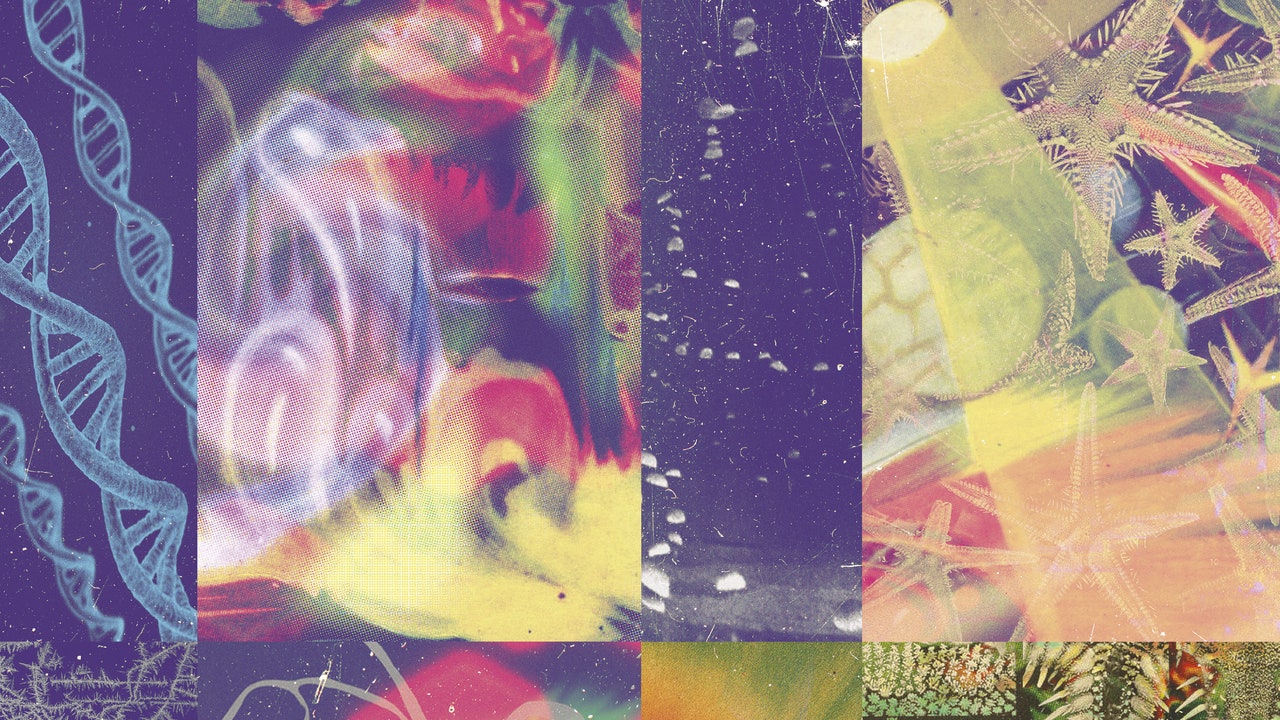 Nap Eyes: Critique de l'album Neon Gate