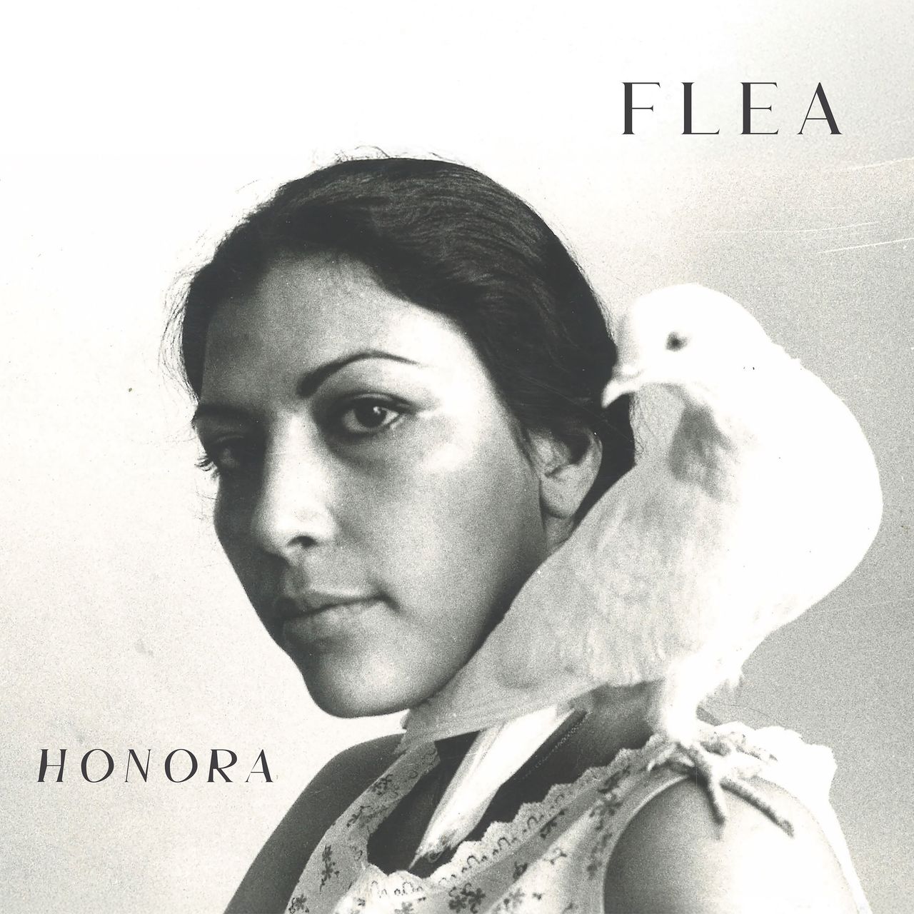 Puce : Honora
